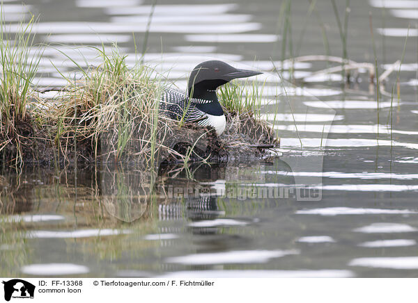 common loon / FF-13368