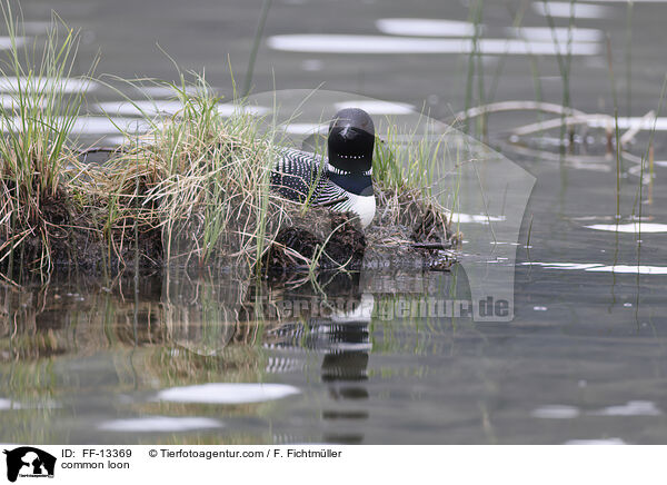 common loon / FF-13369