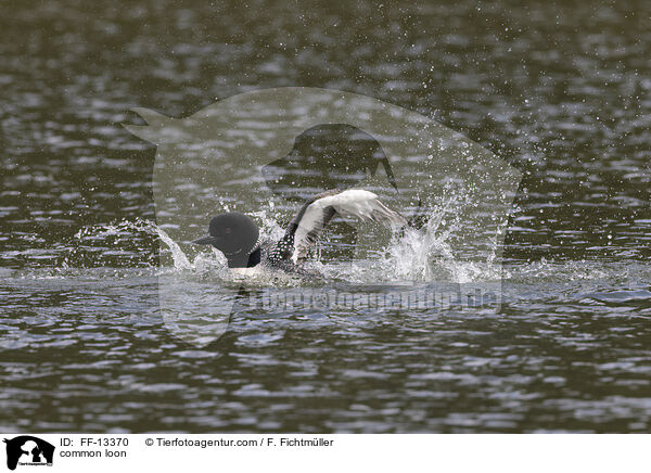 common loon / FF-13370