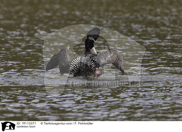 common loon / FF-13371