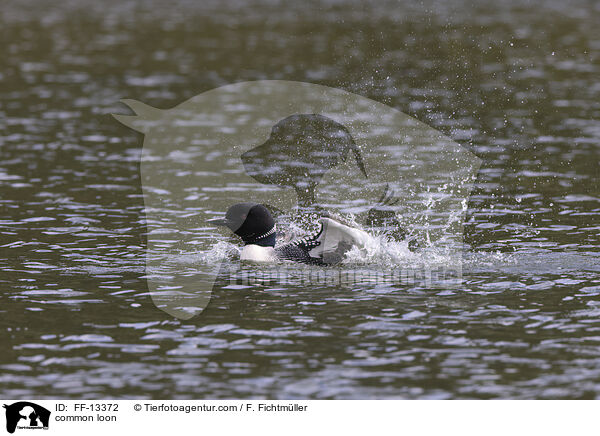 common loon / FF-13372