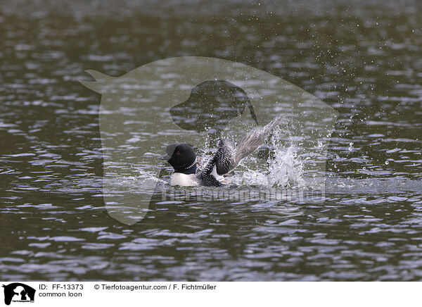 Eistaucher / common loon / FF-13373