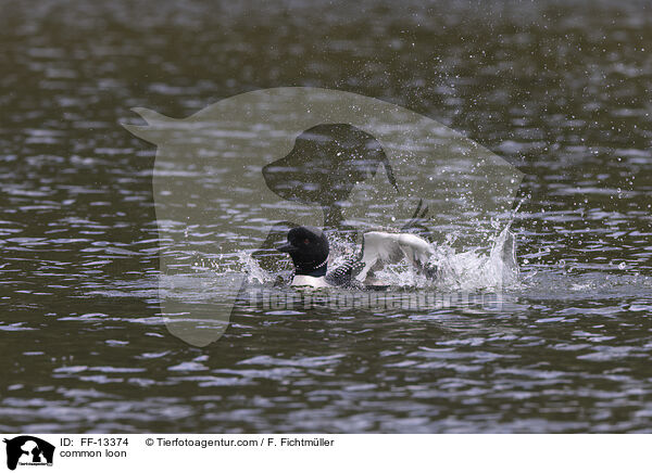 common loon / FF-13374