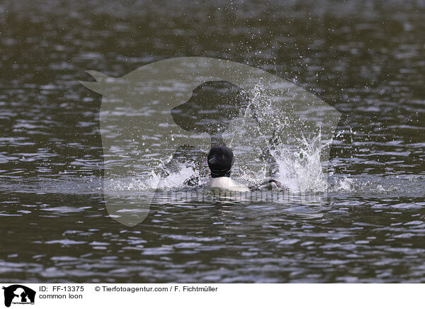 common loon / FF-13375