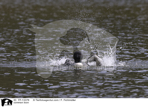 common loon / FF-13376