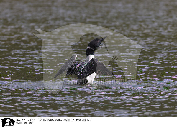 common loon / FF-13377