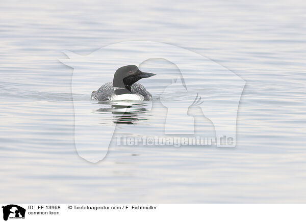 common loon / FF-13968