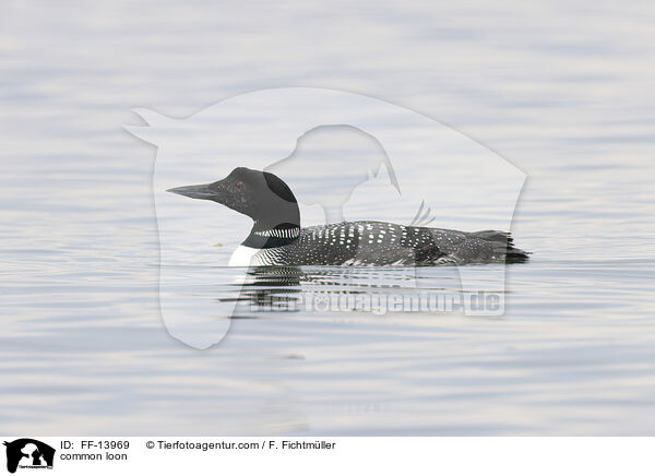 common loon / FF-13969