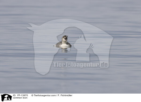 common loon / FF-13970