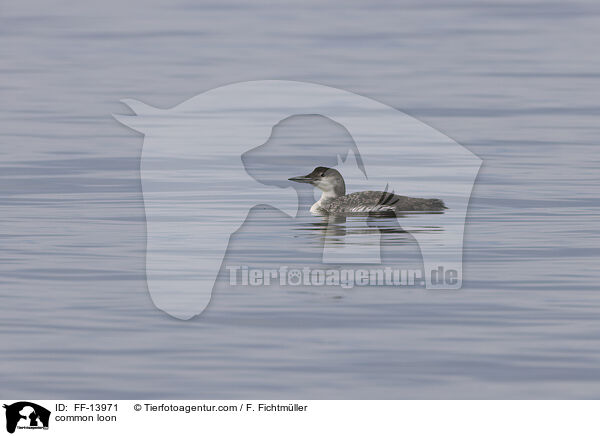 common loon / FF-13971