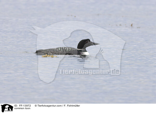 common loon / FF-13972