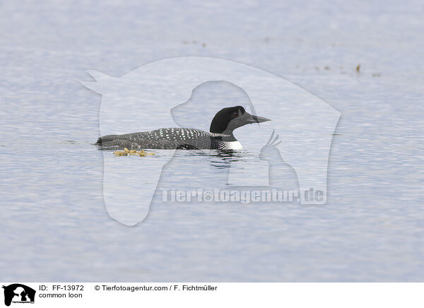 Eistaucher / common loon / FF-13972