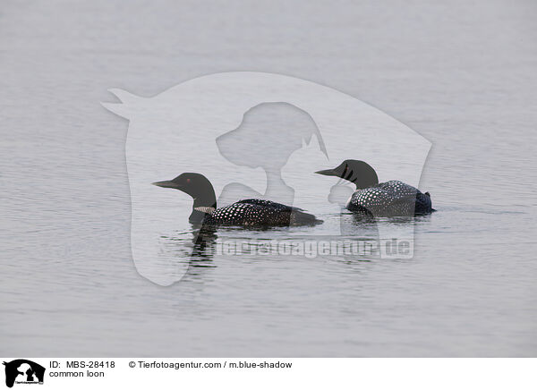 Eistaucher / common loon / MBS-28418