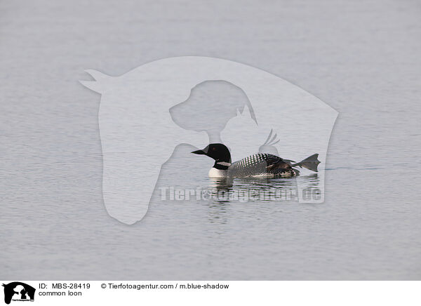 Eistaucher / common loon / MBS-28419
