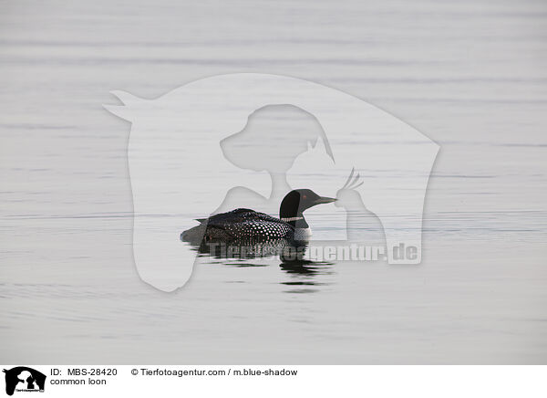 common loon / MBS-28420