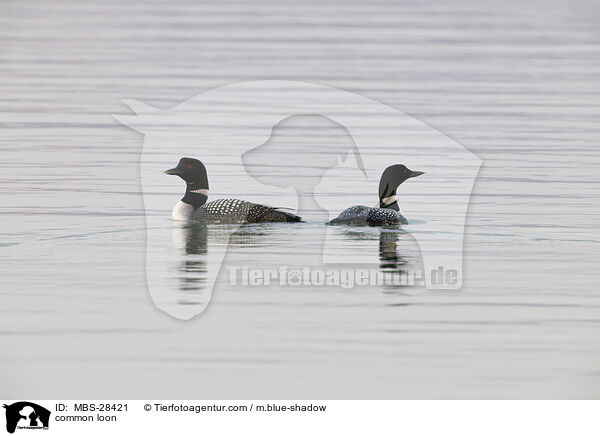 common loon / MBS-28421
