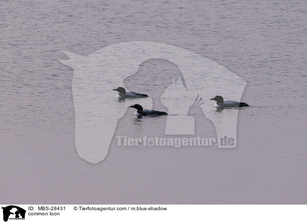 common loon / MBS-28431
