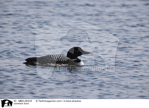 common loon / MBS-28434