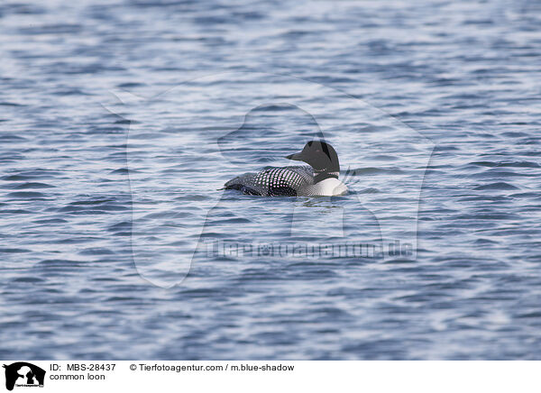 common loon / MBS-28437