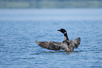 common loon