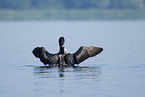 common loon