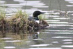 common loon