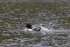 common loon