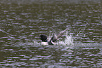 common loon