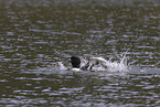 common loon
