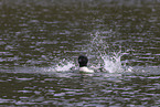 common loon