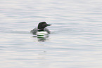 common loon