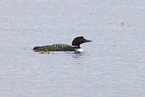 common loon