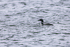 common loon
