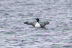 common loon
