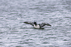 common loon