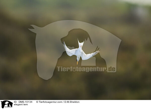 Schmuckseeschwalbe / elegant tern / DMS-10134