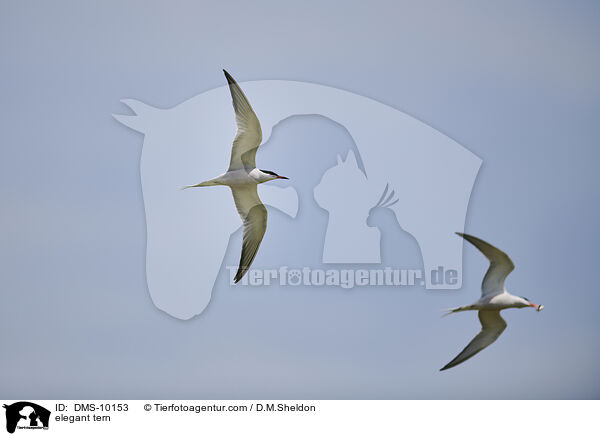 Schmuckseeschwalbe / elegant tern / DMS-10153