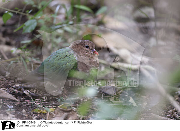 Common emerald dove / FF-16549