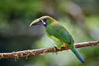 emerald toucanet