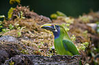 emerald toucanet