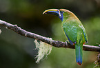 emerald toucanet