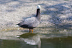 emperor goose