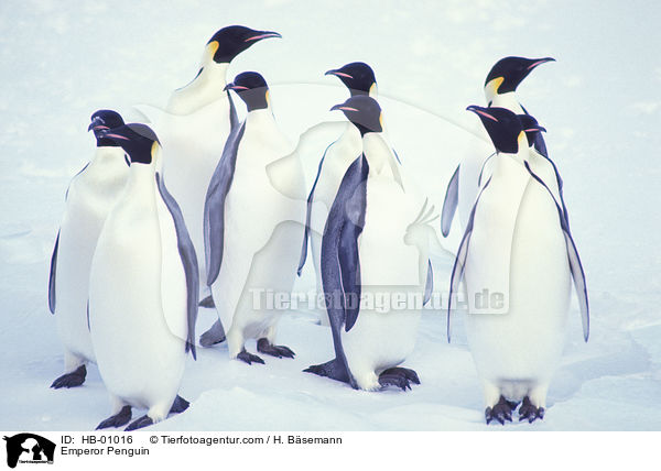 Emperor Penguin / HB-01016