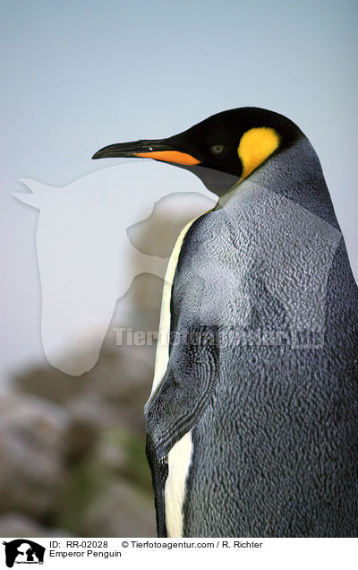 Kaiserpinguin / Emperor Penguin / RR-02028