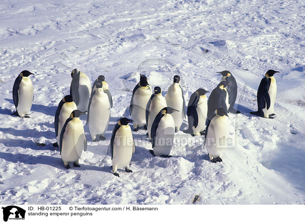 stehende Kaiserpinguine / standing emperor penguins / HB-01225
