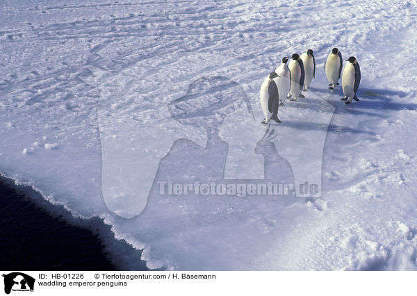 watschelnde Kaiserpinguine / waddling emperor penguins / HB-01226