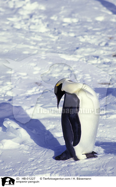 emperor penguin / HB-01227