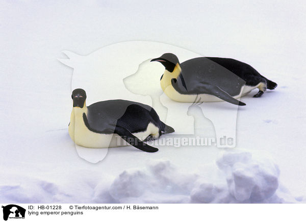 liegende Kaiserpinguine / lying emperor penguins / HB-01228