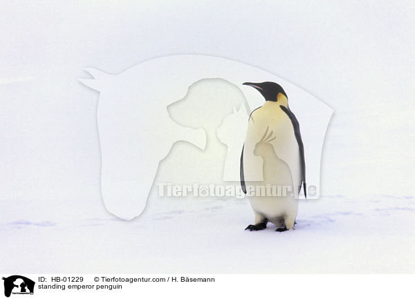 standing emperor penguin / HB-01229