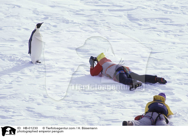 Kaiserpinguin wird fotografiert / photographed emperor penguin / HB-01230